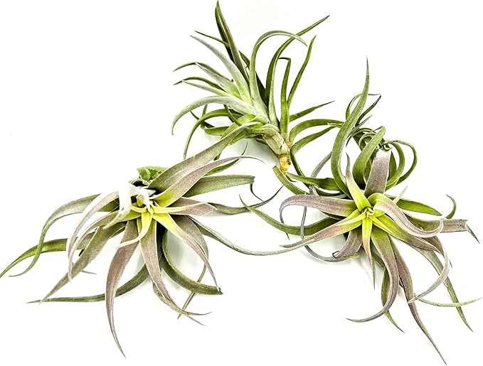Air Plants - Tillandsia Cacticola, Jumbo 6-9" - 5ct - Live Arrival Guaranteed - House Plants for Home Decor &amp; Gift