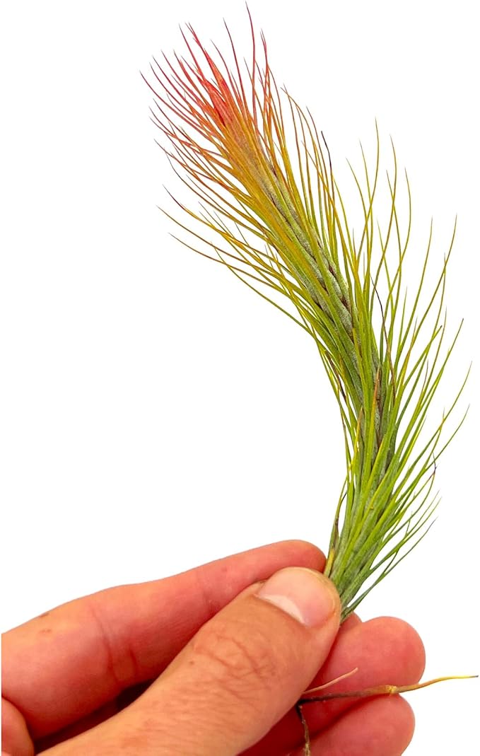 Air Plants - Tillandsia Funckiana Hybrid, Large 5-7" - 1ct - Live Arrival Guaranteed - House Plants for Home Decor &amp; Gift