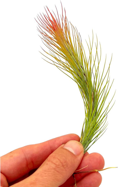Air Plants - Tillandsia Funckiana Hybrid, Large 5-7" - 1ct - Live Arrival Guaranteed - House Plants for Home Decor &amp; Gift