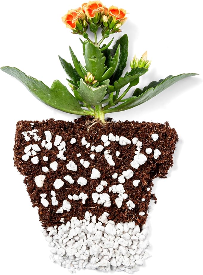 Perlite Bliss (24 Qts) - Organic Perlite for Plants - Coarse Perlite Bulk Soil Amendment - Chunky Perlite for Plants, Potting Soil, Garden Soil, &amp; Coco Coir - Horticultural Perlite for Gardening