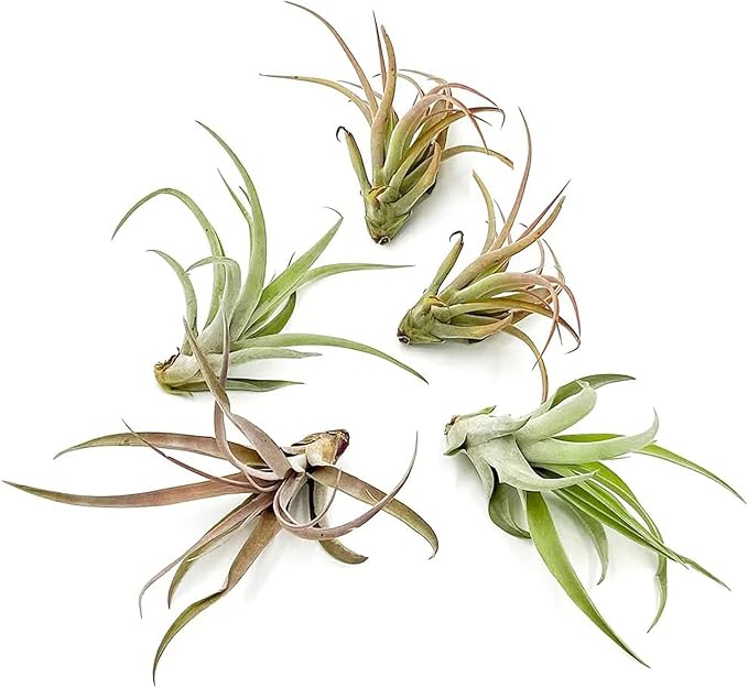 Air Plants - Tillandsia Capitata (Peach), Large 5-7” - 5 ct - Live Arrival Guaranteed - House Plants for Home Decor &amp; Gift