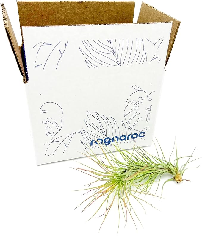 Air Plants - Tillandsia Funckiana, Large 5" - 1ct - Live Arrival Guaranteed - House Plants for Home Decor &amp; Gift