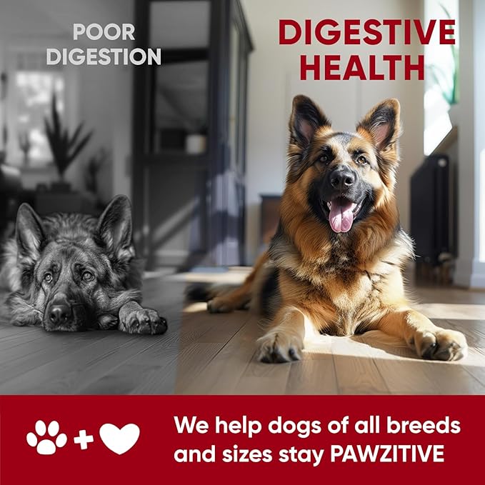 Probiotics for Dogs Digestive Health - Probiotic Chews for Gut Health, Itchy Skin Yeast, Diarrhea - USA Product - Immune Support Supplement - Dog Digestive Support &amp; Allergy Relief Chews with Enzymes