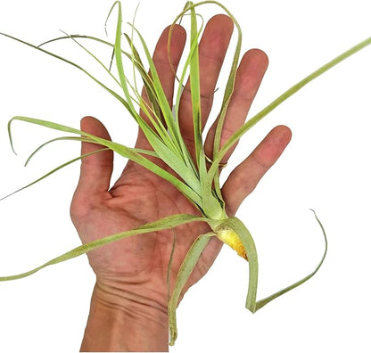 Air Plants - Tillandsia Straminea Jumbo 6-9" - 1ct - Live Arrival Guaranteed - House Plants for Home Decor &amp; Gift