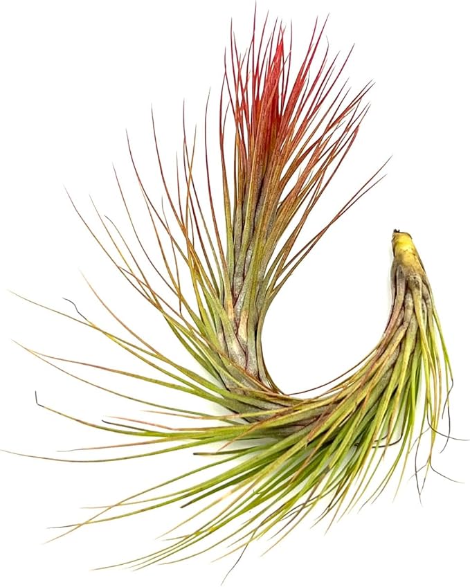 Air Plants - Tillandsia Funckiana Hybrid, Large 5-7" - 5ct - Live Arrival Guaranteed - House Plants for Home Decor &amp; Gift