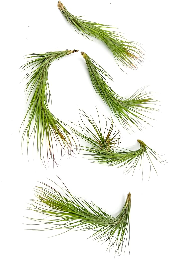 Air Plants - Tillandsia Funckiana Hybrid, Large 5-7" - 5ct - Live Arrival Guaranteed - House Plants for Home Decor &amp; Gift