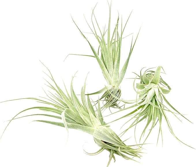 Live Air Plant - Tillandsia Gardneri 5-7” - 3ct - ragnaroc Rare Collectors Indoor Tropical Plant - Live Arrival Guaranteed - House Plants for Home Decor &amp; Gift