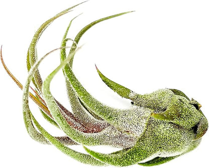 Air Plants - Tillandsia Pruinosa, Large 3-5" - 3ct - Live Arrival Guaranteed - House Plants for Home Decor &amp; Gift