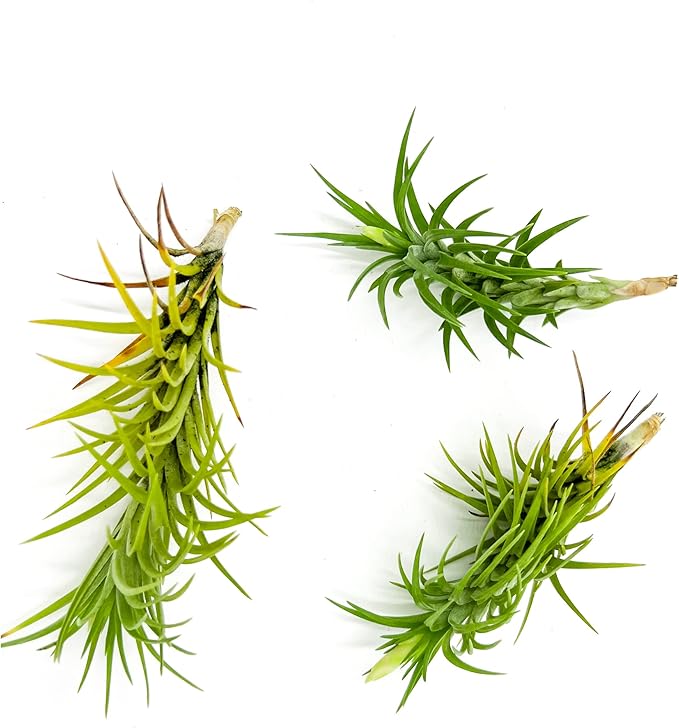 Live Air Plants – Tillandsia Araujei, Large 5” – 3ct – Live Arrival Guaranteed – House Plants for Home Décor &amp; Gift