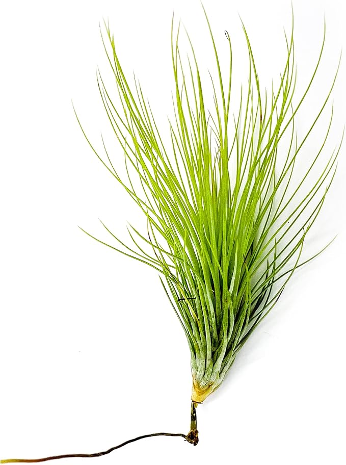 Air Plants - Tillandsia Andreana, Large 4-6" - 1ct - Live Arrival Gauranteed - House Plants for Home Decor &amp; Gift