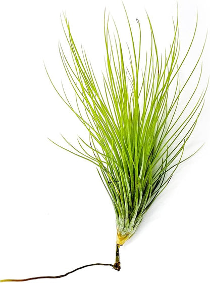 Air Plants - Tillandsia Andreana, Large 4-6" - 1ct - Live Arrival Gauranteed - House Plants for Home Decor &amp; Gift