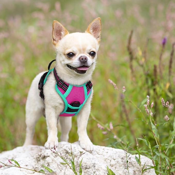 rabbitgoo Dog Harness No Pull with 2 Leash Clips, Adjustable Soft Padded, Reflective Oxford No Choke Pet Vest with Easy Control Handle for Large Dogs, Hot Pink &amp; Turquoise, XS