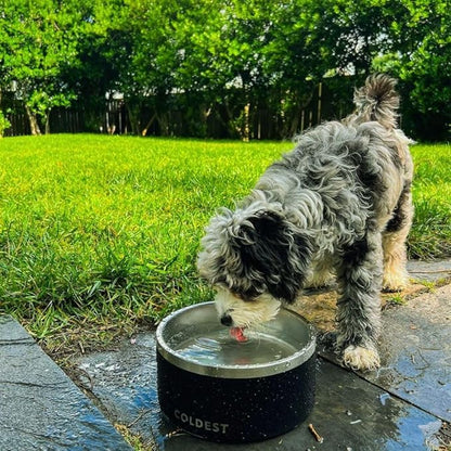 Coldest Dog Bowl - Anti Rust Metal, Non Slip, 3 Layers Insulated Stainless Steel Dog Bowls - Spill Proof &amp; Heavy Duty - Water Bowl for Dogs, Cats, Dish Washer Safe (64 oz, Polished Stainless Steel)