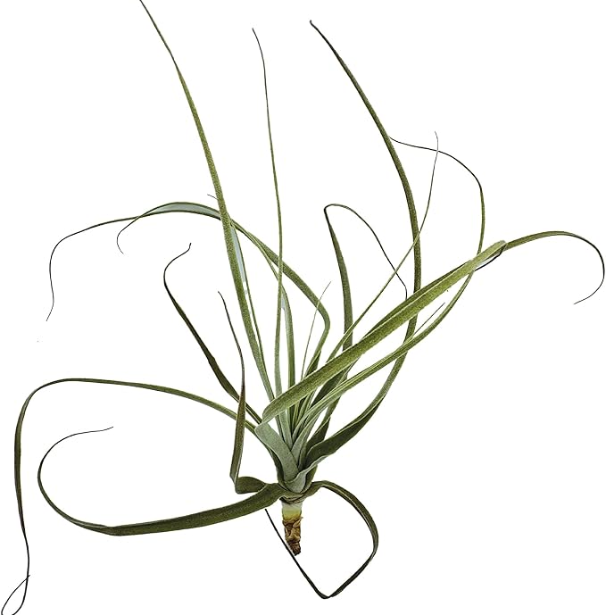 Air Plants - Tillandsia Straminea Jumbo 6-9" - 3ct - Live Arrival Guaranteed - House Plants for Home Decor &amp; Gift