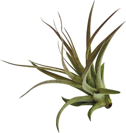 Air Plants - Tillandsia Brachycaulos Multiflora, Jumbo 5-7" - 2 ct - Live Arrival Guaranteed - House Plants for Home Decor &amp; Gift
