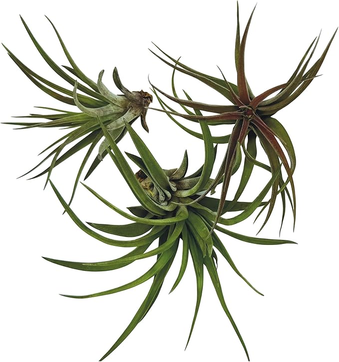 Air Plants - Tillandsia Brachycaulos Abdita, Large 4-6" - 3 ct - Live Arrival Guaranteed - House Plants for Home Decor &amp; Gift