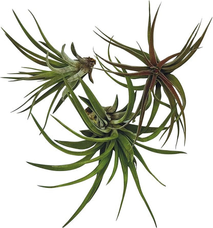 Air Plants - Tillandsia Brachycaulos Abdita, Large 4-6" - 3 ct - Live Arrival Guaranteed - House Plants for Home Decor &amp; Gift