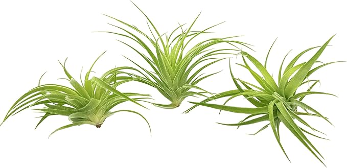 Live Air Plants - Tillandsia Geminiflora 1-3" - 3ct – ragnaroc Live Indoor Plant - Live Arrival Guaranteed - House Plants for Home Decor &amp; Gift