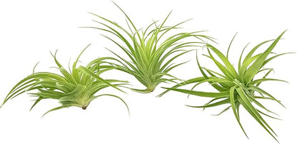 Live Air Plants - Tillandsia Geminiflora 1-3" - 3ct – ragnaroc Live Indoor Plant - Live Arrival Guaranteed - House Plants for Home Decor &amp; Gift