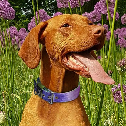 TSPRO Tactical Dog Collar 1.5 Inch Wide Thick Dog Collars with Heavy Duty Metal Buckle, Durable, Strong, Adjustable for Medium to Large Dogs (Rainbow L)