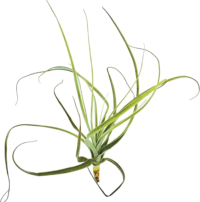 Air Plants - Tillandsia Straminea Jumbo 6-9" - 1ct - Live Arrival Guaranteed - House Plants for Home Decor &amp; Gift