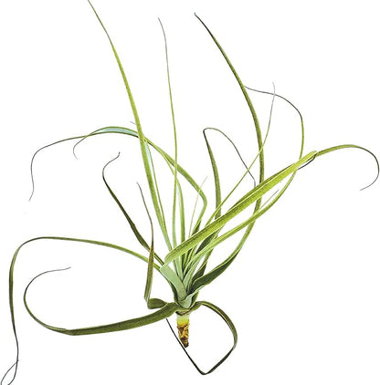 Air Plants - Tillandsia Straminea Jumbo 6-9" - 1ct - Live Arrival Guaranteed - House Plants for Home Decor &amp; Gift