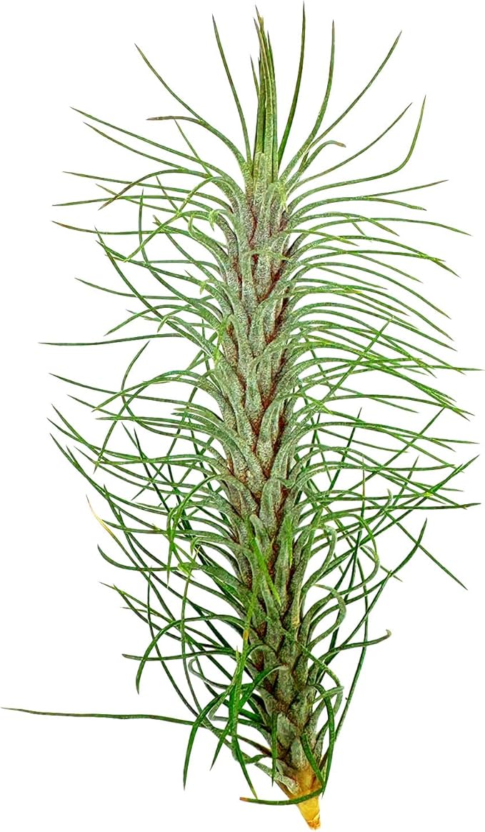 Air Plants - Colombian Tillandsia Funckiana, Large 5" - 1ct - Live Arrival Guaranteed - House Plants for Home Decor &amp; Gift
