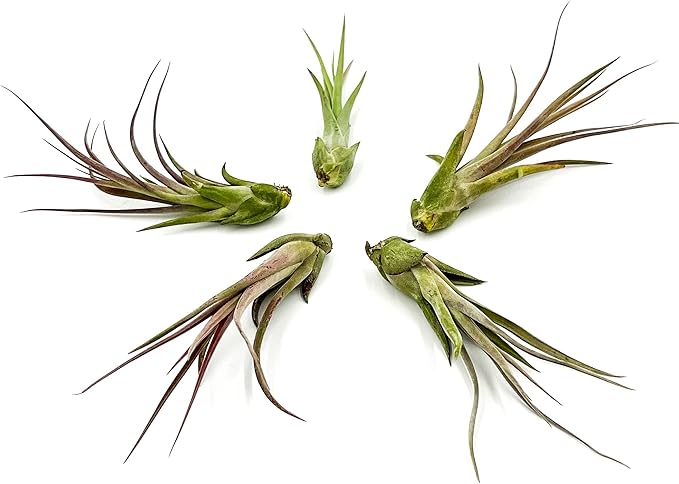 Live Air Plant – Tillandsia Capiput, Jumbo 6-9” - 5 ct - Live Arrival Guaranteed - House Plants for Home Decor &amp; Gift