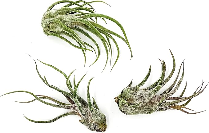 Air Plants - Tillandsia Pruinosa, Large 3-5" - 3ct - Live Arrival Guaranteed - House Plants for Home Decor &amp; Gift