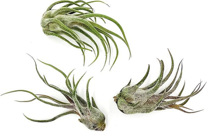 Air Plants - Tillandsia Pruinosa, Large 3-5" - 3ct - Live Arrival Guaranteed - House Plants for Home Decor &amp; Gift