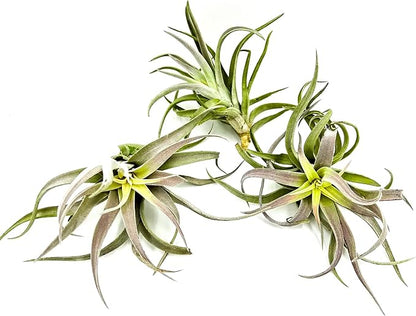 Air Plants - Tillandsia Cacticola, Jumbo 6-9" - 3ct - Live Arrival Guaranteed - House Plants for Home Decor &amp; Gift