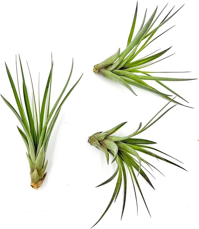 Air Plants - Tillandsia Fasciculata Tricolor, Large 4-6" - 3ct - Live Arrival Guaranteed - House Plants for Home Decor &amp; Gift