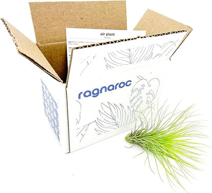 Air Plants - Tillandsia Andreana, Large 4-6" - 1ct - Live Arrival Gauranteed - House Plants for Home Decor &amp; Gift