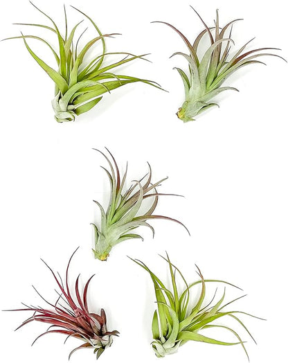 Air Plants - Tillandsia Brachycaulos Multiflora, Jumbo 5-7" - 5 ct - Live Arrival Guaranteed - House Plants for Home Decor &amp; Gift