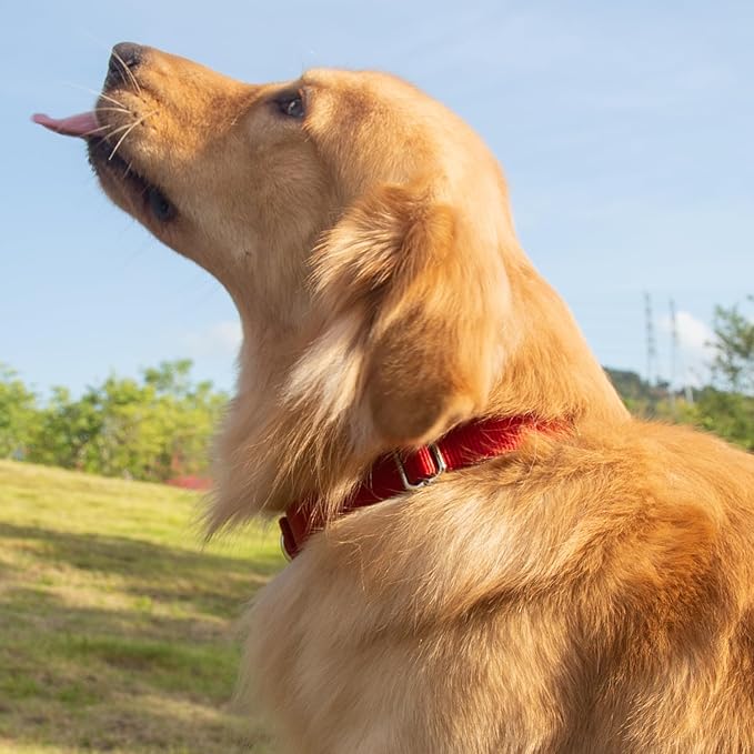 Hyhug Dog Collar for Large Dogs, Heavy Duty Red| Quick Release Nylon Buckle Collar, Adjustable &amp; Durable Pet Supplies for Boy &amp; Girl Dogs (Large, Red)