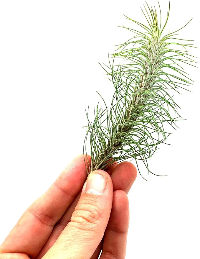 Air Plants - Colombian Tillandsia Funckiana, Large 5" - 5ct - Live Arrival Guaranteed - House Plants for Home Decor &amp; Gift