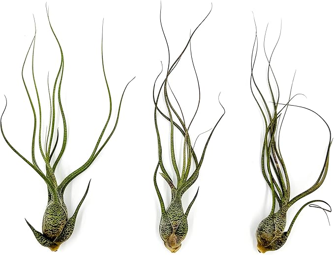 Live Air Plants - Tillandsia Butzii, Jumbo 7-9" - 3ct - Live Arrival Guaranteed - House Plants for Home Decor &amp; Gift