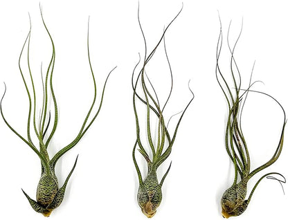 Live Air Plants - Tillandsia Butzii, Jumbo 7-9" - 3ct - Live Arrival Guaranteed - House Plants for Home Decor &amp; Gift