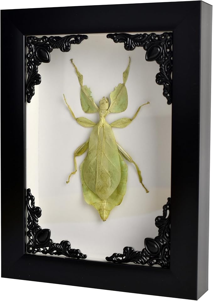 Tarantula or Leaf Insect in Gothic Shadow Box Frame | Mexican Gothic Taxidermy | Witch &amp; Halloween Décor for Bedroom | Goth Home Décor (Leaf Insect)
