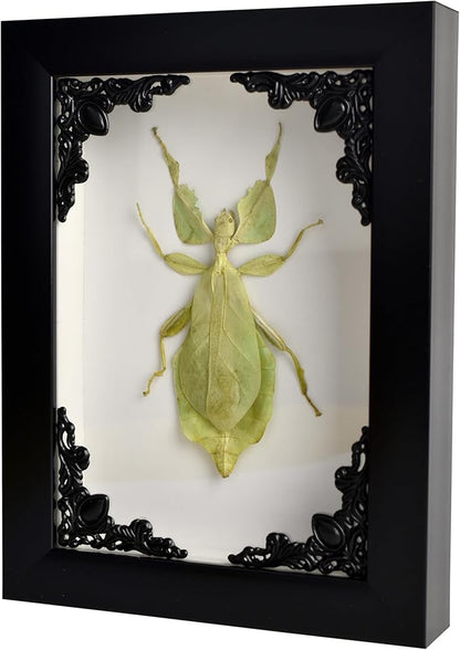 Tarantula or Leaf Insect in Gothic Shadow Box Frame | Mexican Gothic Taxidermy | Witch &amp; Halloween Décor for Bedroom | Goth Home Décor (Leaf Insect)