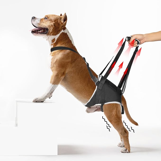 Dog Lift Harness for Small Dogs, Adjustable Rear Leg Support Sling for Hip Dysplasia, Arthritis, Weak Hind Legs, Post-Surgery Recovery, Comfortable &amp; Secure with Sturdy Buckles, S