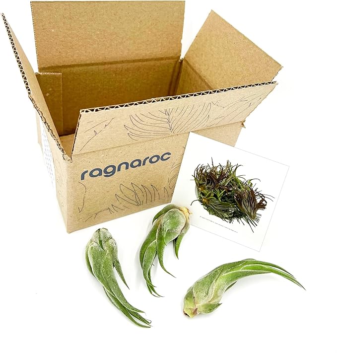 Air Plants - Tillandsia Seleriana, Large 4-6" - 3ct - Live Arrival Guaranteed - House Plants for Home Decor &amp; Gift