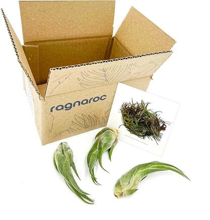 Air Plants - Tillandsia Seleriana, Large 4-6" - 3ct - Live Arrival Guaranteed - House Plants for Home Decor &amp; Gift