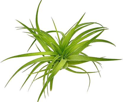 Live Air Plants - Tillandsia Geminiflora 1-3" - 1ct – ragnaroc Live Indoor Plant - Live Arrival Guaranteed - House Plants for Home Decor &amp; Gift