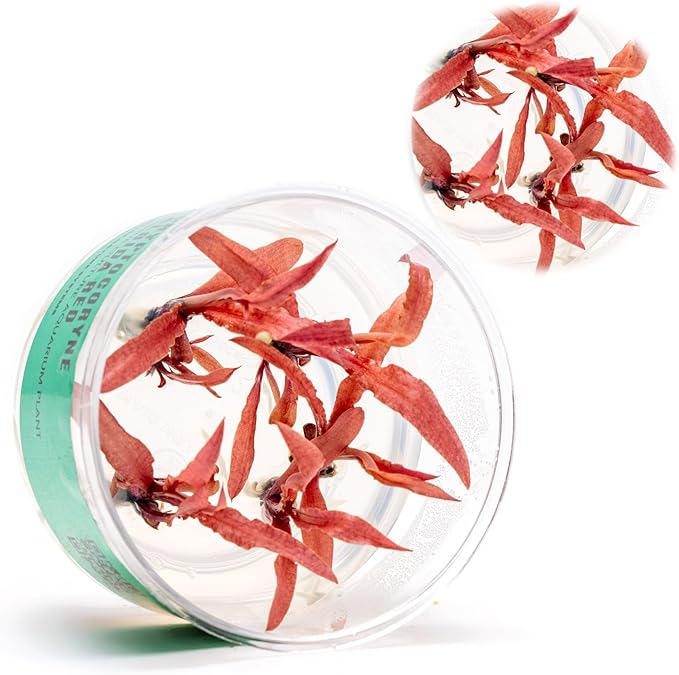Ultum Nature Systems Live Tissue Culture - Cryptocoryne Albida &