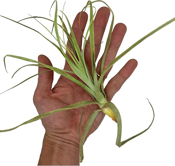 Air Plants - Tillandsia Straminea Jumbo 6-9" - 5ct - Live Arrival Guaranteed - House Plants for Home Decor &amp; Gift