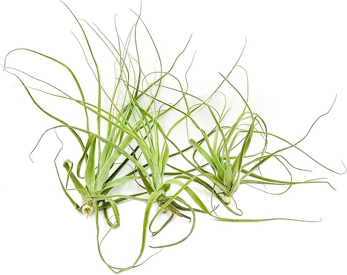 Air Plants - Tillandsia Straminea Jumbo 6-9" - 3ct - Live Arrival Guaranteed - House Plants for Home Decor &amp; Gift