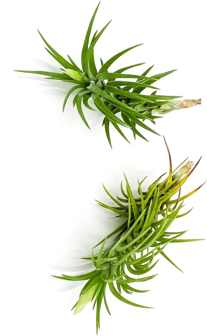 Live Air Plants – Tillandsia Araujei, Large 5” – 2ct – Live Arrival Guaranteed – House Plants for Home Décor &amp; Gift