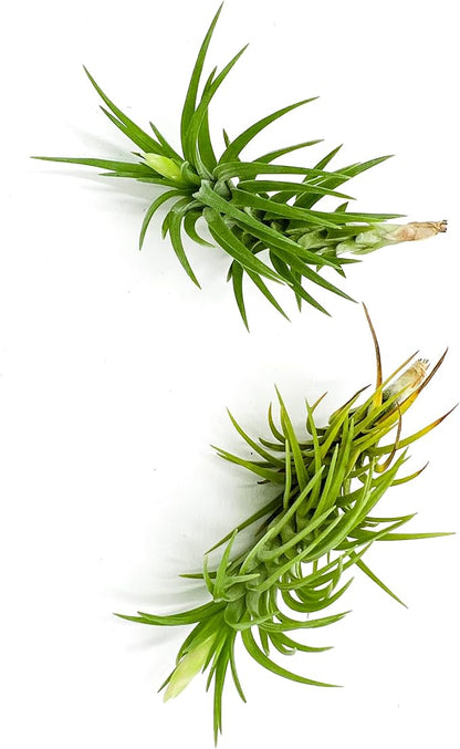 Live Air Plants – Tillandsia Araujei, Large 5” – 2ct – Live Arrival Guaranteed – House Plants for Home Décor &amp; Gift