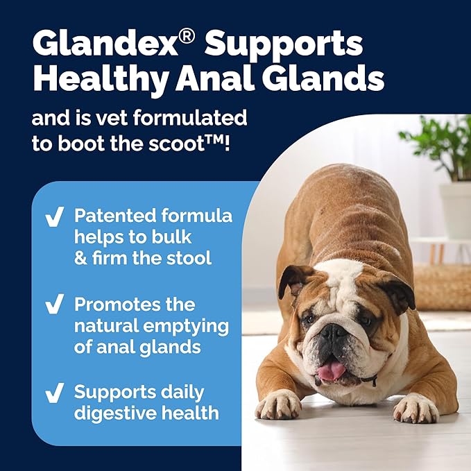 Glandex Dog Fiber Supplement Powder for Anal Glands with Pumpkin, Digestive Enzymes &amp; Probiotics - (Regular or Advanced Strength) - Boot The Scoot (4.25 oz, Advanced Strength Duck &amp; Bacon)